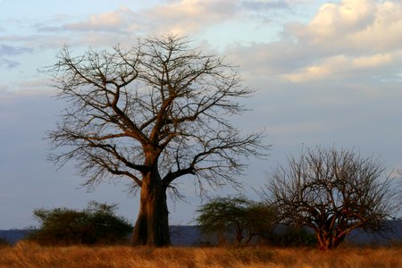 Bild eines Baobao Baums