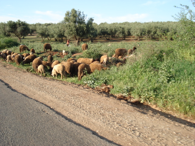 Moroccan sheepies