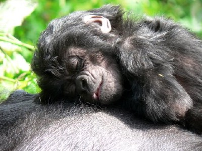 gorila bebê