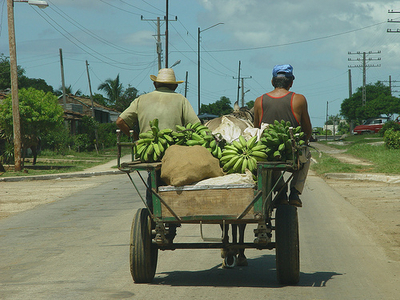 Bananas in Cuba