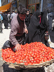 Tomatoes in Hamadan